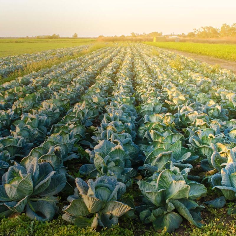 Agricultural Farm